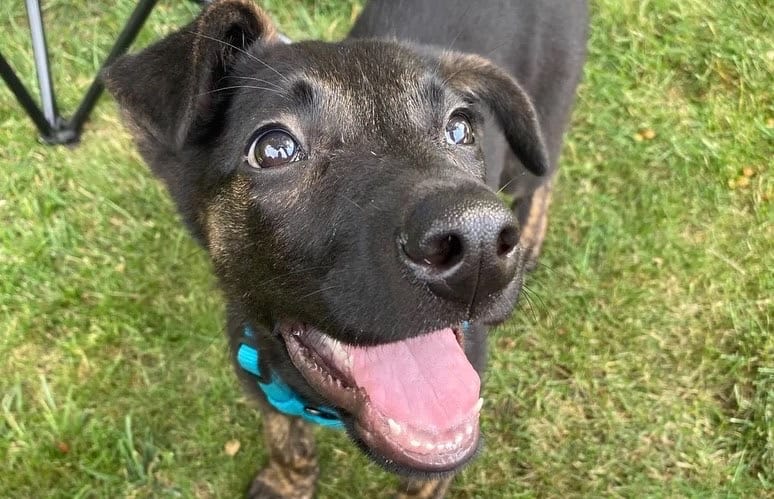 The Importance of Pet Custody Agreements: Protecting Your Pet