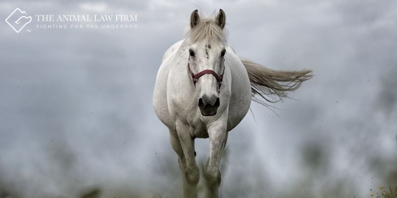 Pennsylvania Equine Lawyer and Pennsylvania Horse Attorney