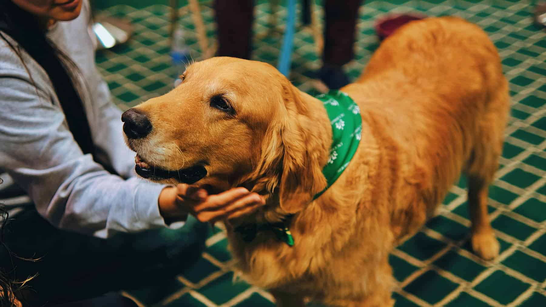 Emotional Support Animals vs. Service Animals: Legal Differences in Colorado